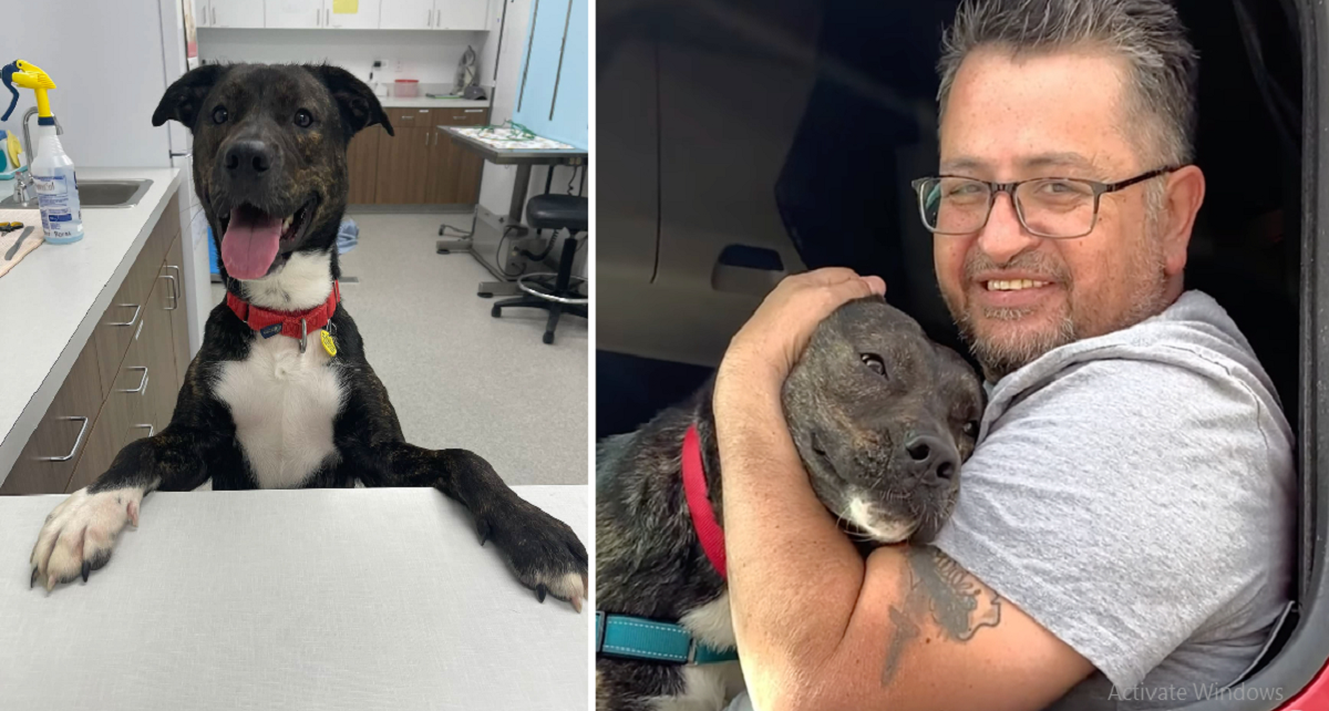 After 372 days at the shelter dog rescued from euthanasia is adopted
