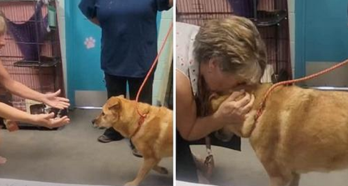 Old dog reunited with owner after being lost for a long time