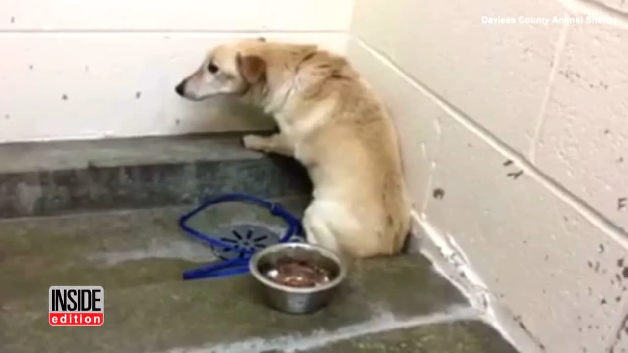 Depressed Dog Kept Staring At A Wall For Weeks, Longing For The Return Of His Family