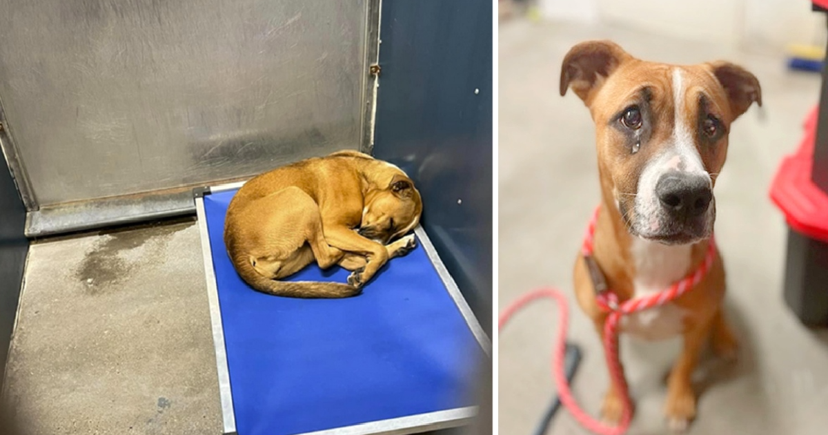 Sad Boxer puppy has spent nearly half her life curled up on her cot at shelter