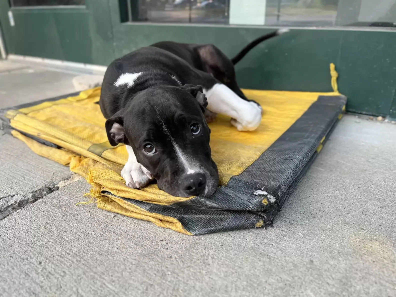 Woman Finds A Furry Creature Curled Up On A Delivery Bag Outside A Shelter