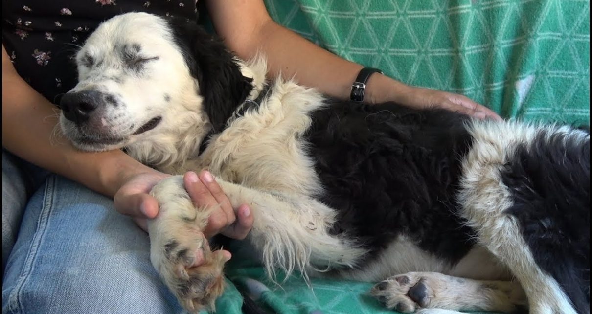 The Moment The Dog Fell Into A Deep Sleep In The Rescuer’s Lap After Realizing He Was Saved