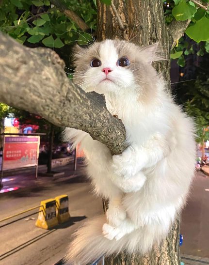 Cat’s Tree Adventure: Unexpected Moments from a First-Time Climber