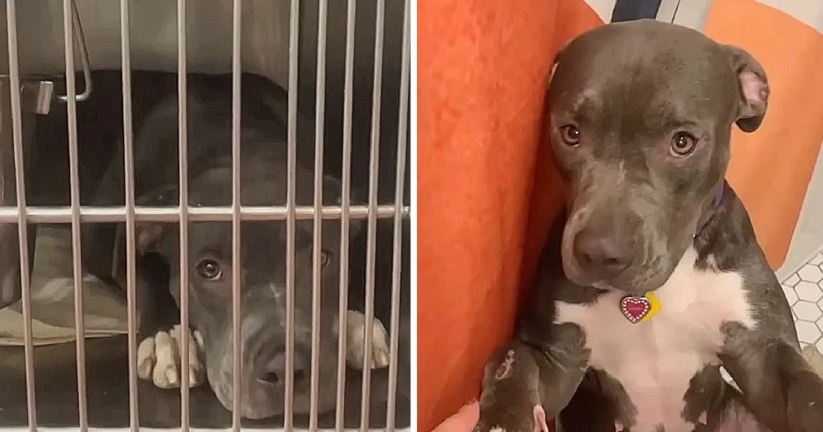 Mama dog was sad and lonely in shelter. Someone gave her a new life.