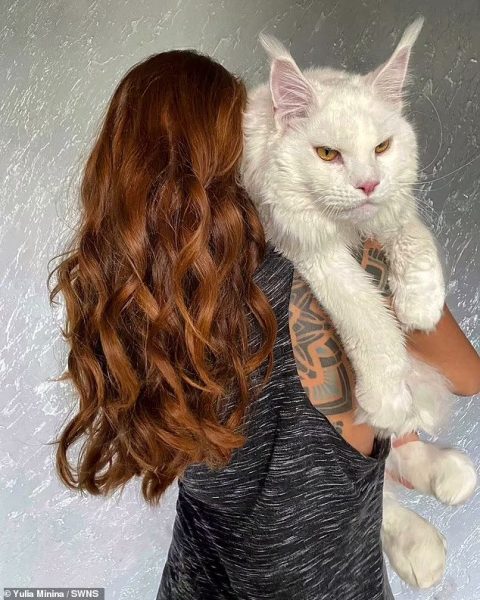 The Incredible Hulk of Kittens: Meet the 28lb Russian Feline Mistaken for a Pooch