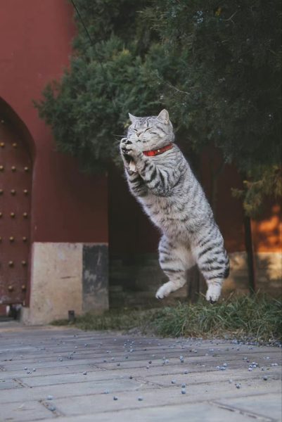 Paws of Fury: The Adorable Cat Mastering Kung Fu and Soaring Like a Bird