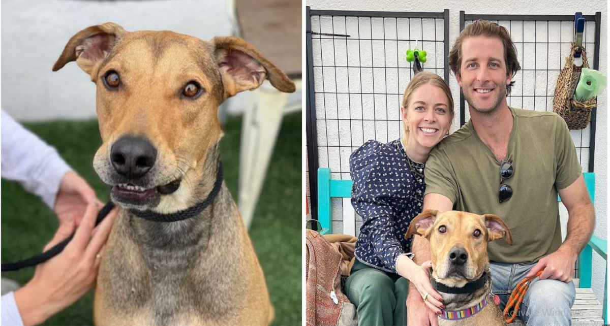 The dog after 477 days of waiting at the shelter finally found a new owner