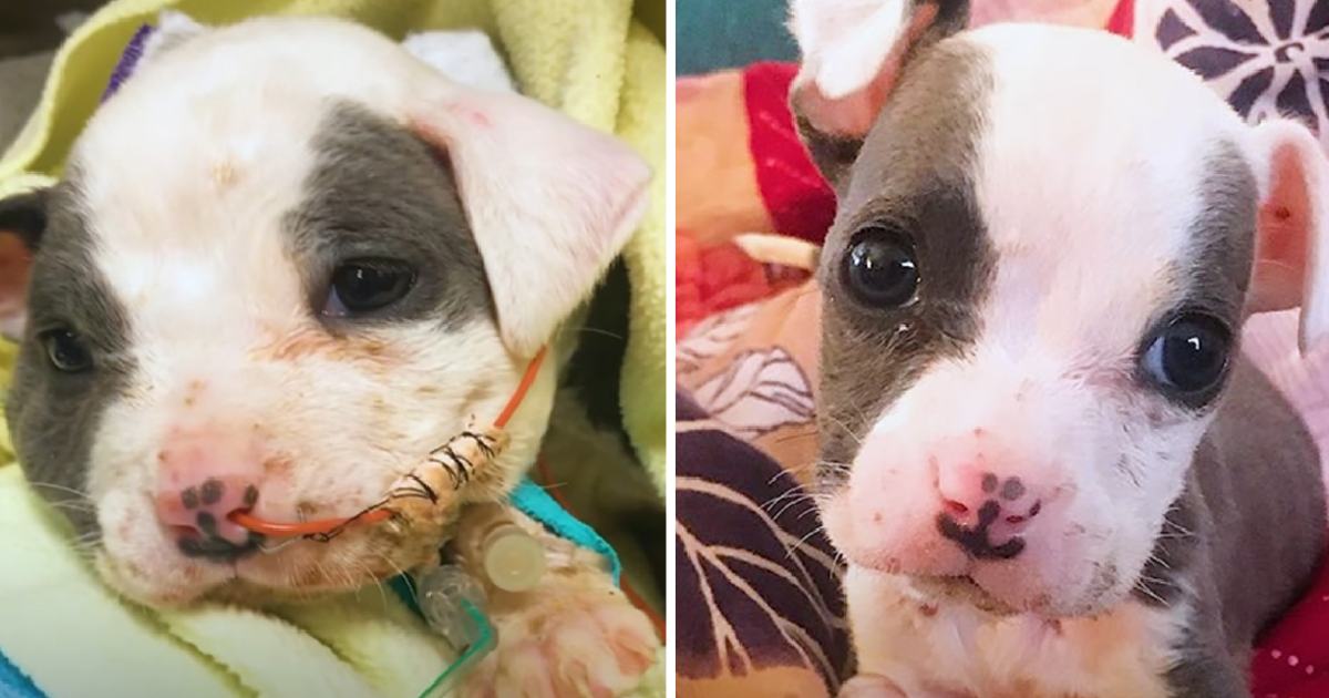 Tiny Puppy Rescued From A Construction Site Grows Up To Be So Handsome