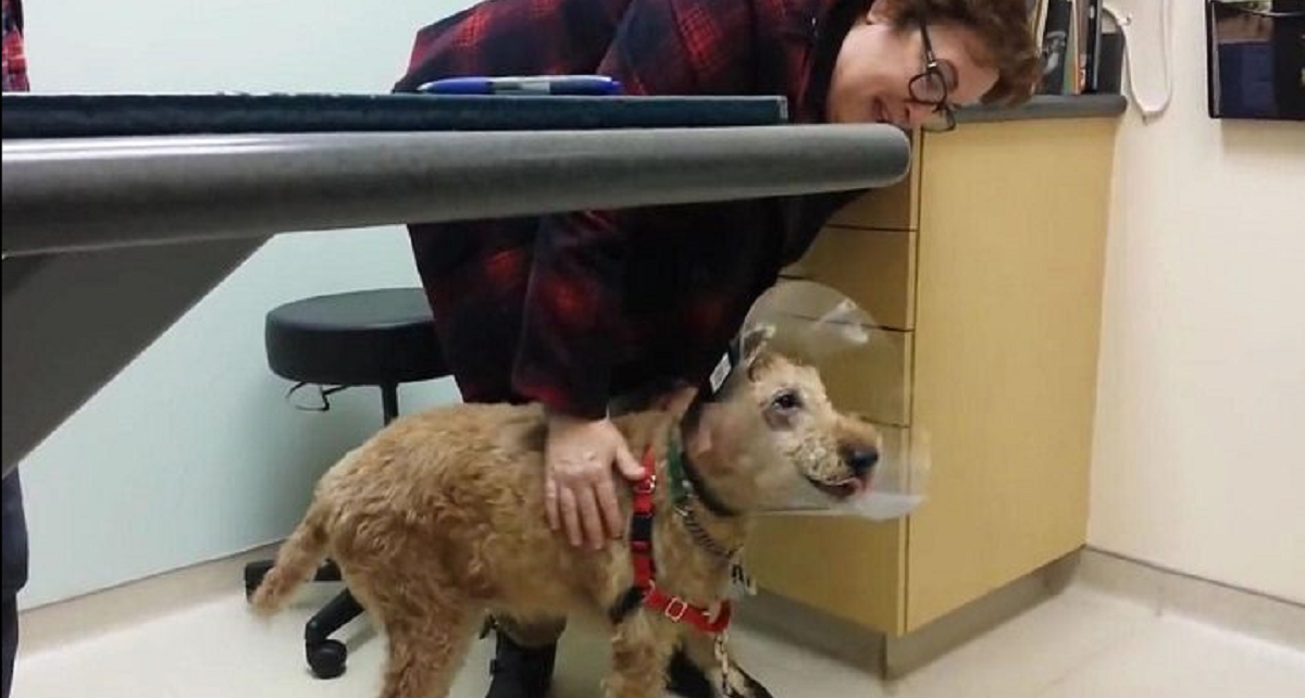 Blind dog excited to see his family for the first time after surgery, look how he reacted