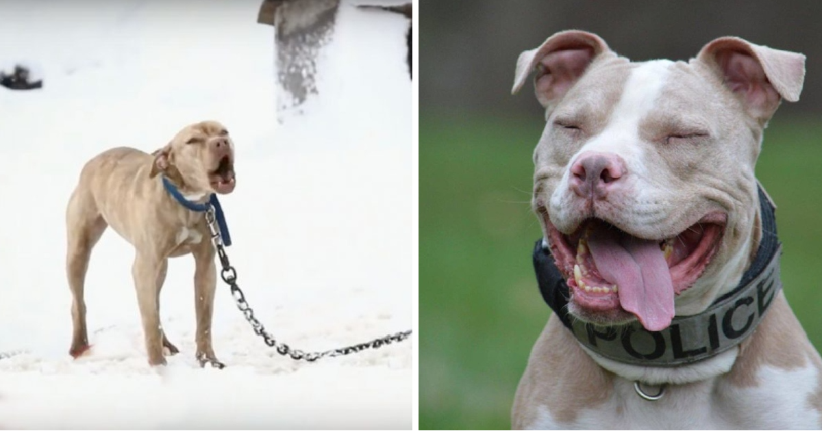 Pit Bull Chained Up In Snow Cried For Help And A Police Officer Gave Her The Chance Of A Lifetime