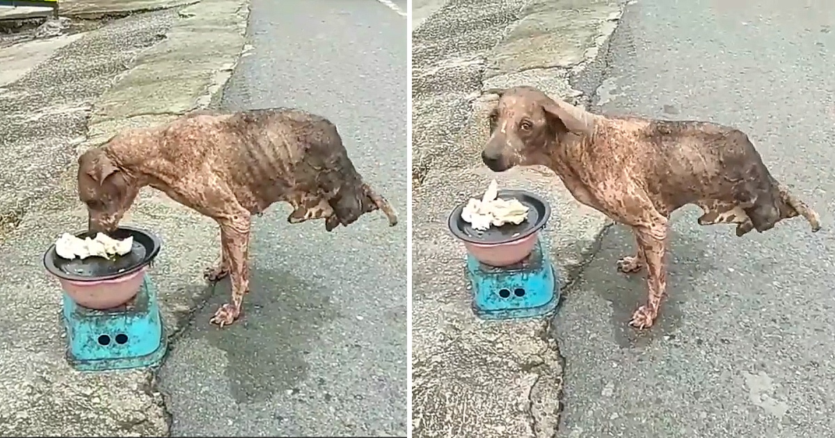 Against all odds, an abandoned dog with only two legs miraculously survived, enduring without aid from anyone
