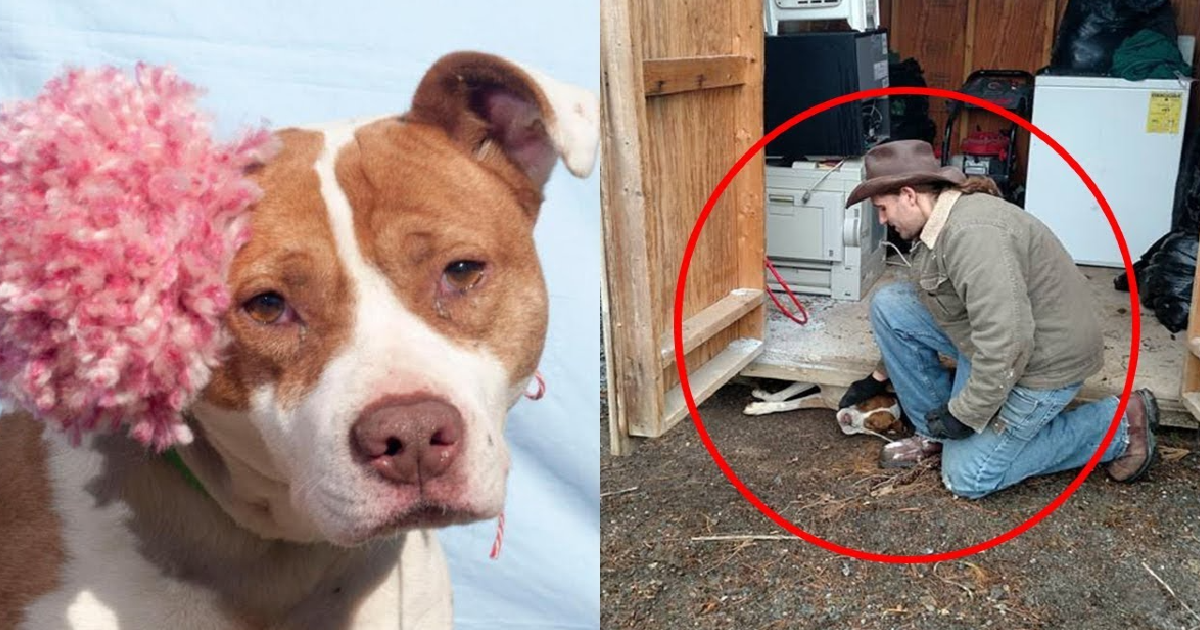 “Expectant Dog Trapped Beneath a Barn, Struggles Desperately for Survival.”