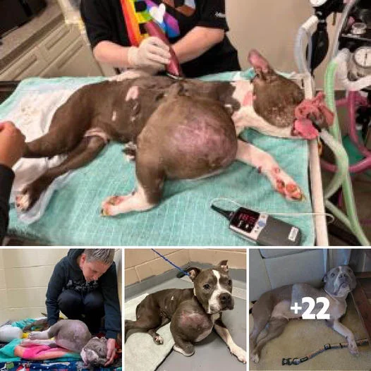 Miraculous Transformation: Brave Stray Pit Bull’s Battle Against a Large Tumor