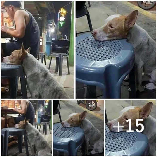 A starving dog rests its head on a chair inside a restaurant, patiently awaiting a compassionate soul to share a meal
