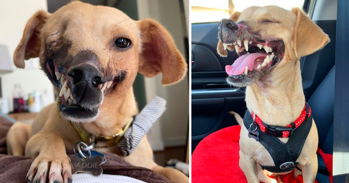 The dog labeled as ‘fighting bait,’ having once lost half her face, now bears an unrecognizable visage, a testament to the transformative power of finding a loving home that defies her tragic past
