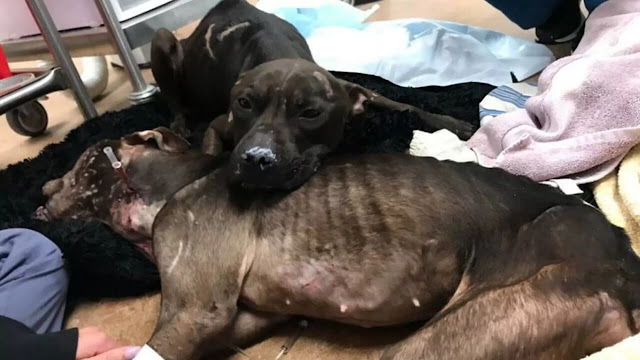 Pit Bull Who Was Left Behind By Dogfighters Kept Her Friend Safe Until Rescuers Came