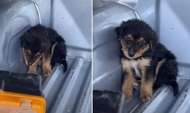 Kind-Hearted Rescuer Saved A Scared Puppy Abandoned In The Snow