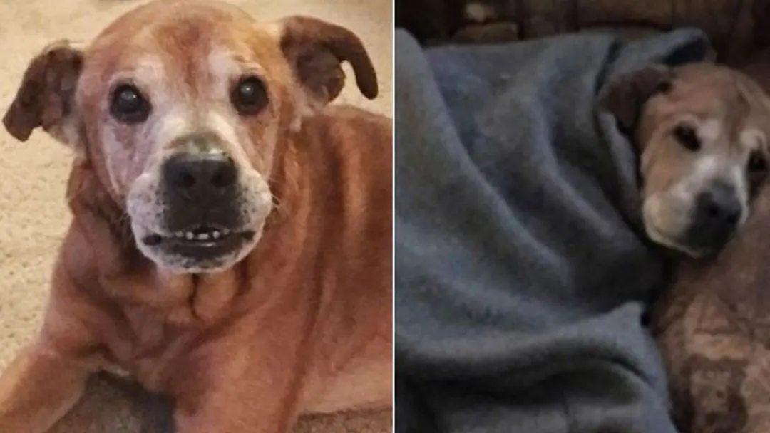 Adopted 17-Year-Old Dog Lives Long Enough To Meet His Baby Sister