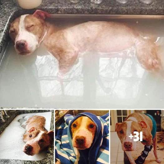A Severely Neglected Dog Experiencing the Joy and Comfort of a Healing Bath, Symbolizing Resilience and Hope for Recovery.