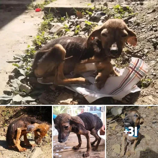 A Heartbreaking Tale: A Helpless Dog’s Temporary Shelter in a Perilous Surrounding, Starving and Without a Home