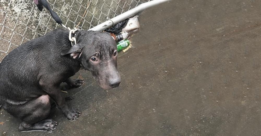 Cop Sees Pup Chained Out In The Rain & Promises To Make Him Part Of His Life