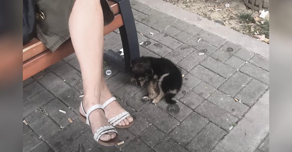Kind Man Rescues Lonely Puppy From The Street, Gives Her A New Life And Loving Home In England.