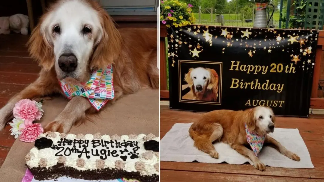 Meet 20-Year Old Augie Who Was The Oldest Golden Retriever In History