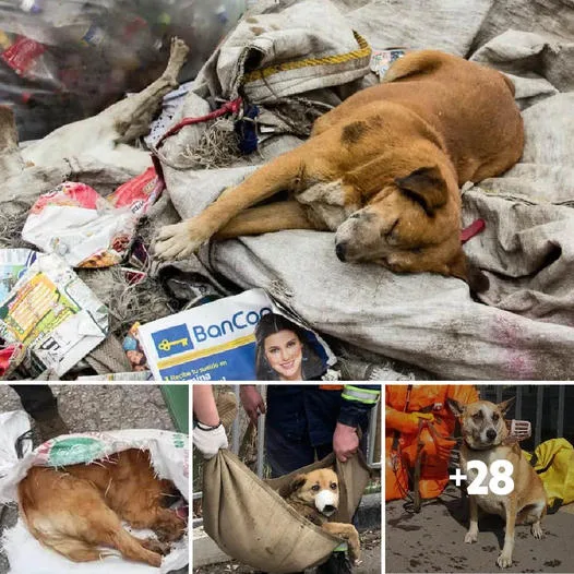 Heartbroken by the resilience of the dog abandoned in the landfill for many days.