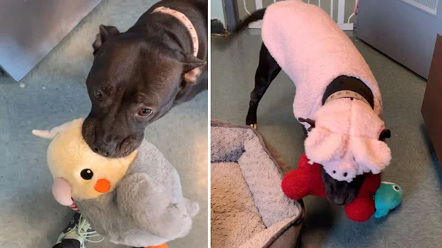 Meet Waffle Sizzli, The Shelter’s Longest Resident And Her Adorable Plush Toy Collection