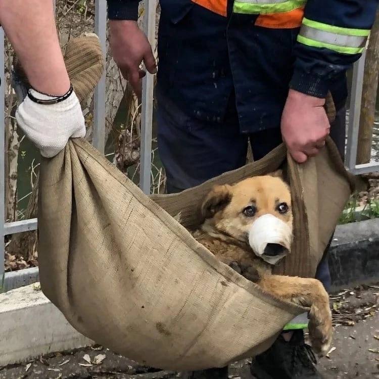 Heartbroken by the resilience of the dog abandoned in the landfill for ...