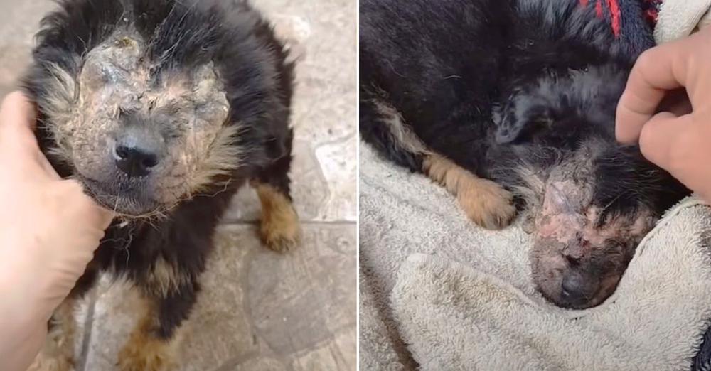 Abandoned Puppy Transforms Into The Most Gorgeous Dog