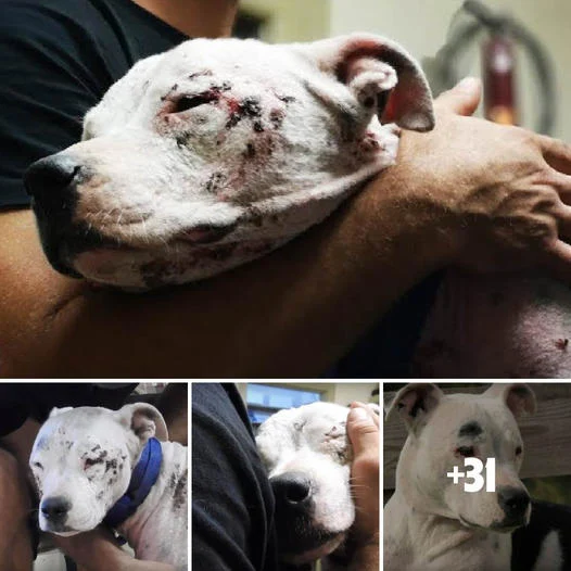 Neglected Pit Bull Endures Suffering Alone on the Streets, Disregarded Because of Breed Stereotypes