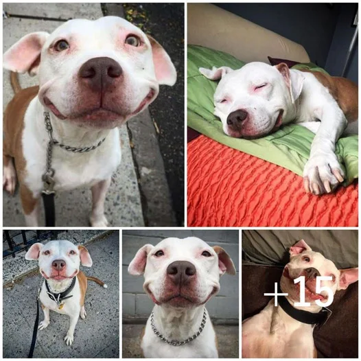The formerly stray Pitbull, once rescued, now wears a perpetual smile—a testament to discovering comfort after enduring harsh times on the streets
