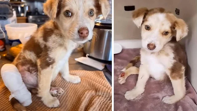 Orphaned Puppy Transforms Into The World’s Happiest Boy