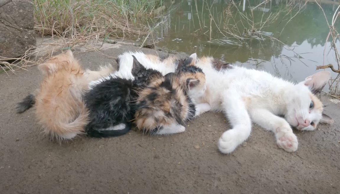 Heartbreaking Loss: Mother Cat Lifeless, Kittens Pleading to Reunite, Grasping for Hope Amidst Grief.