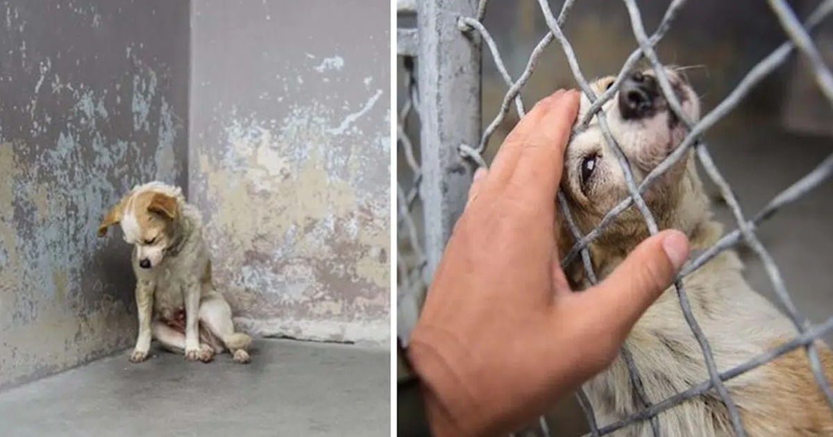A Lonely Shelter Dog Longs for a Loving Embrace to Ease Her Aching Heart