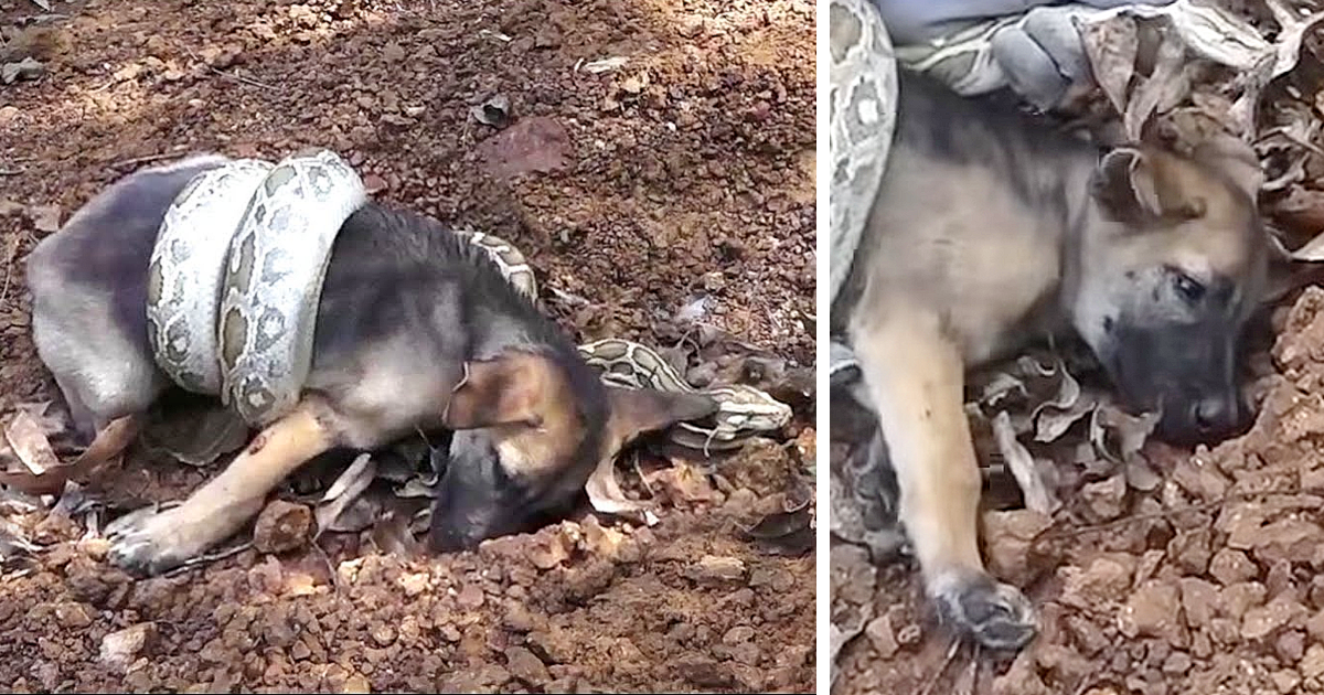 Heartfelt SOS: A Pup’s Perilous Dance with a Snake Sparks a Heroic Rescue, Uniting Strangers in a Tale of Compassion and Humanity