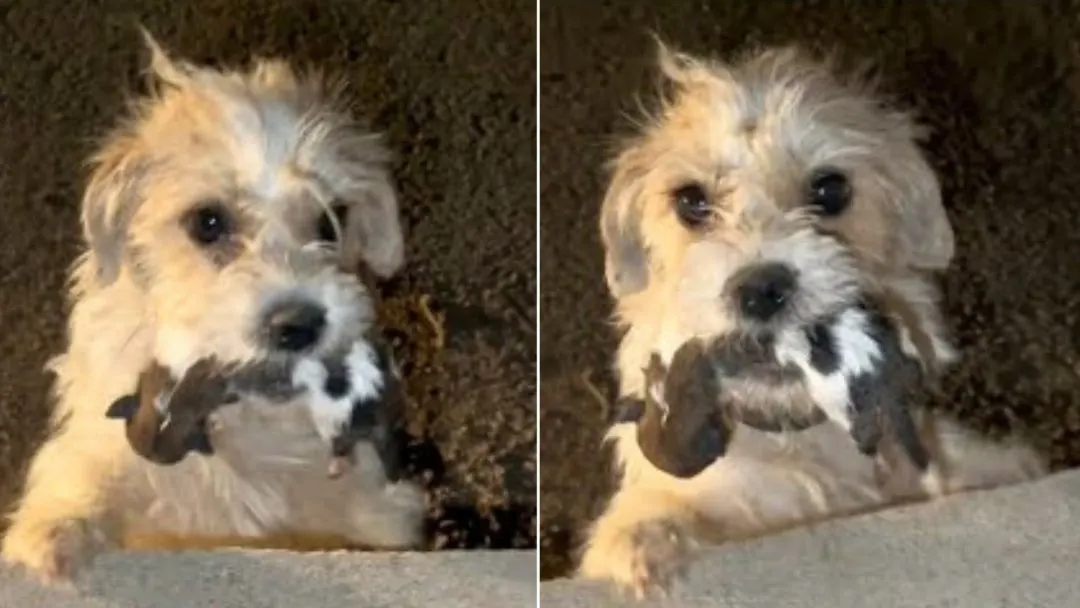 Desperate Mom Dog Holds Her Newborn Babies In Mouth And Begs People To Help