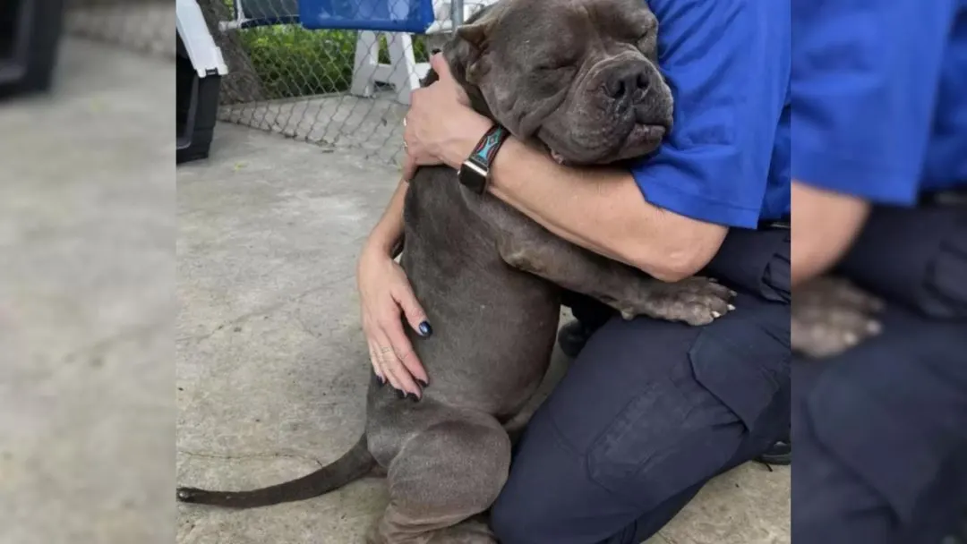 Poor Rescue Dog Gives His Rescuers The Biggest Hug Ever By AuthorMila Kirsten