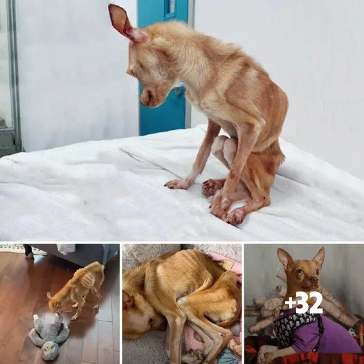 From Malnutrition to Dazzling Beauty: The Magical Transformation of a Chihuahua, Celebrating the Power of Compassionate Love