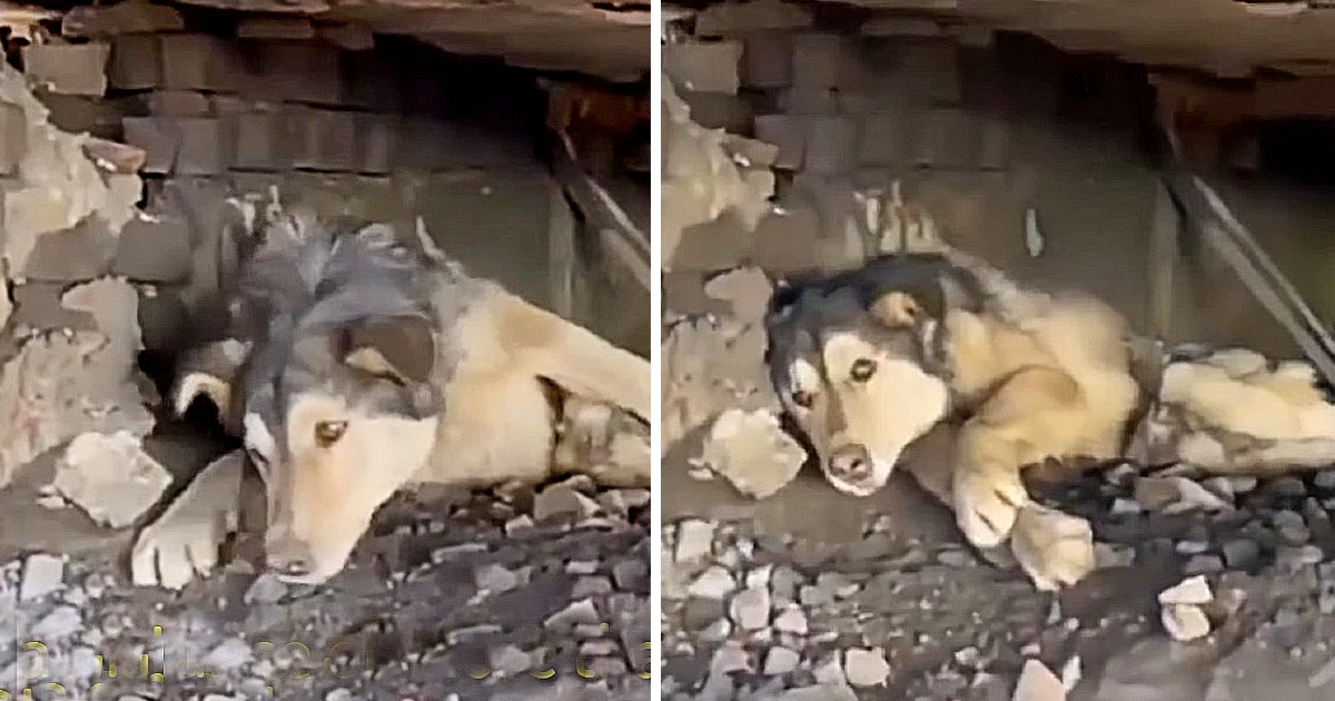Against all odds, a defenseless husky survives beneath the train rails, exemplifying resilience and determination