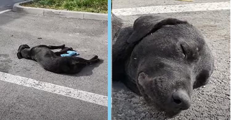 A Dog And Her Baby Who Had Nothing To Live For Were Saved