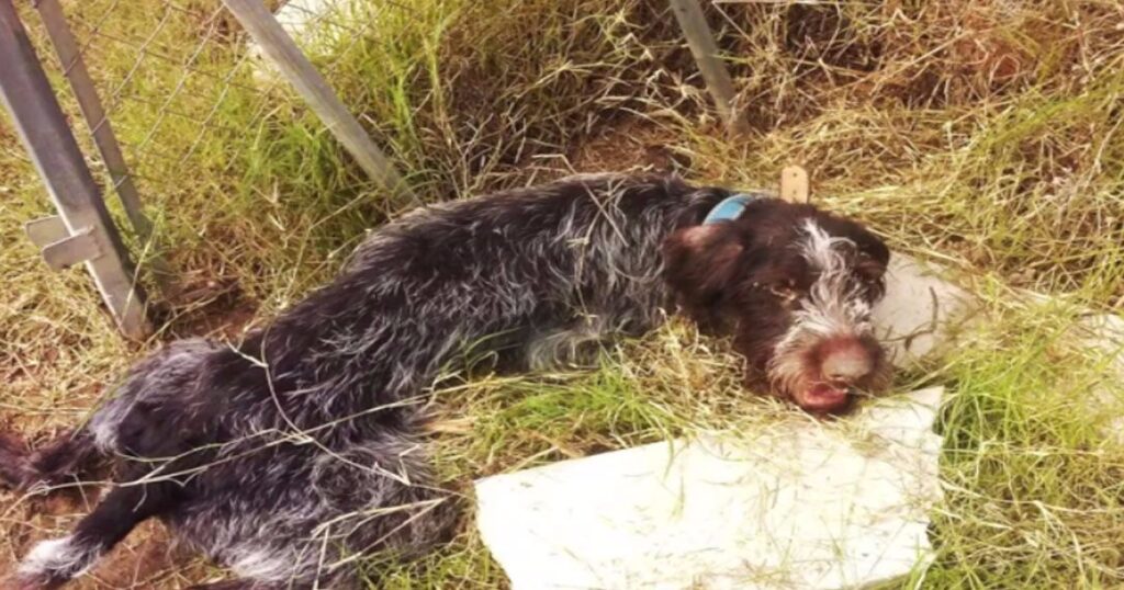 Saved from the brink of death beside a stream, the mistreated dog mustered the strength to wag its tail, showcasing the remarkable power of kindness and nurturing.