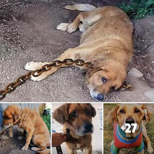 Unbreakable Yearning: A Dog’s Quest for Freedom After 3 Years of Chains