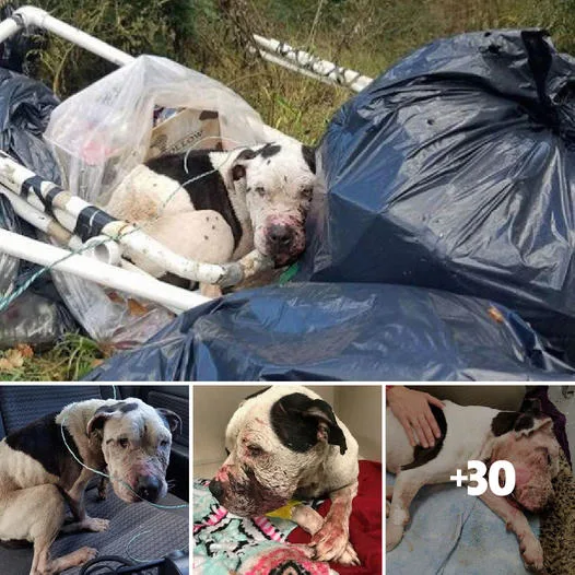 Tragic Revelation: A Vulnerable Dog Found Abandoned in Garbage, Incapable of Movement