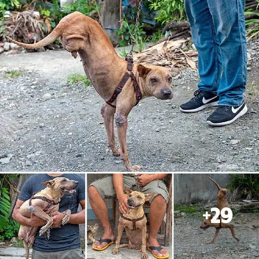 Remarkable Courage: The Amazing Dog with Only Two Front Legs, Abandoned ...