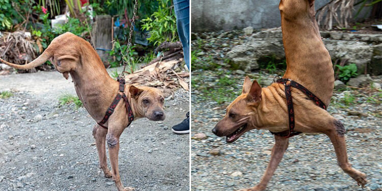 Remarkable Courage: The Amazing Dog with Only Two Front Legs, Abandoned ...