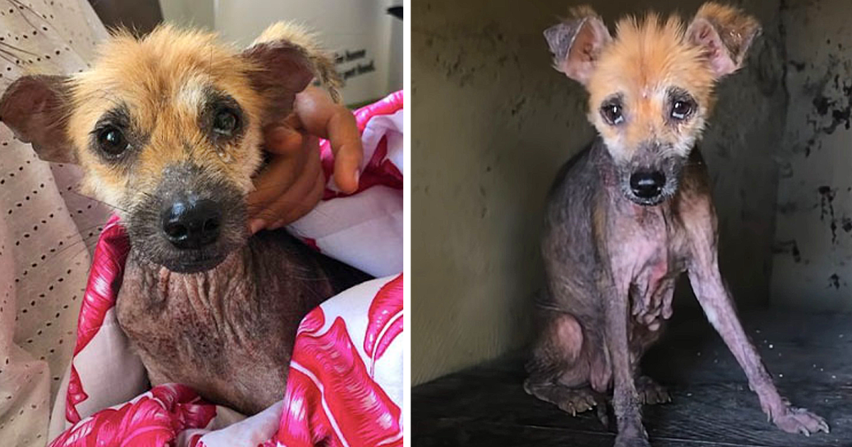 An abandoned dog’s life transforms from the streets of Bali to luxurious comfort when she finds her forever family-