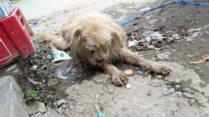 Abandoned and Unwell: The Poignant Scene of a Neglected Stray Dog Struggling to Survive in the Urban Wilderness
