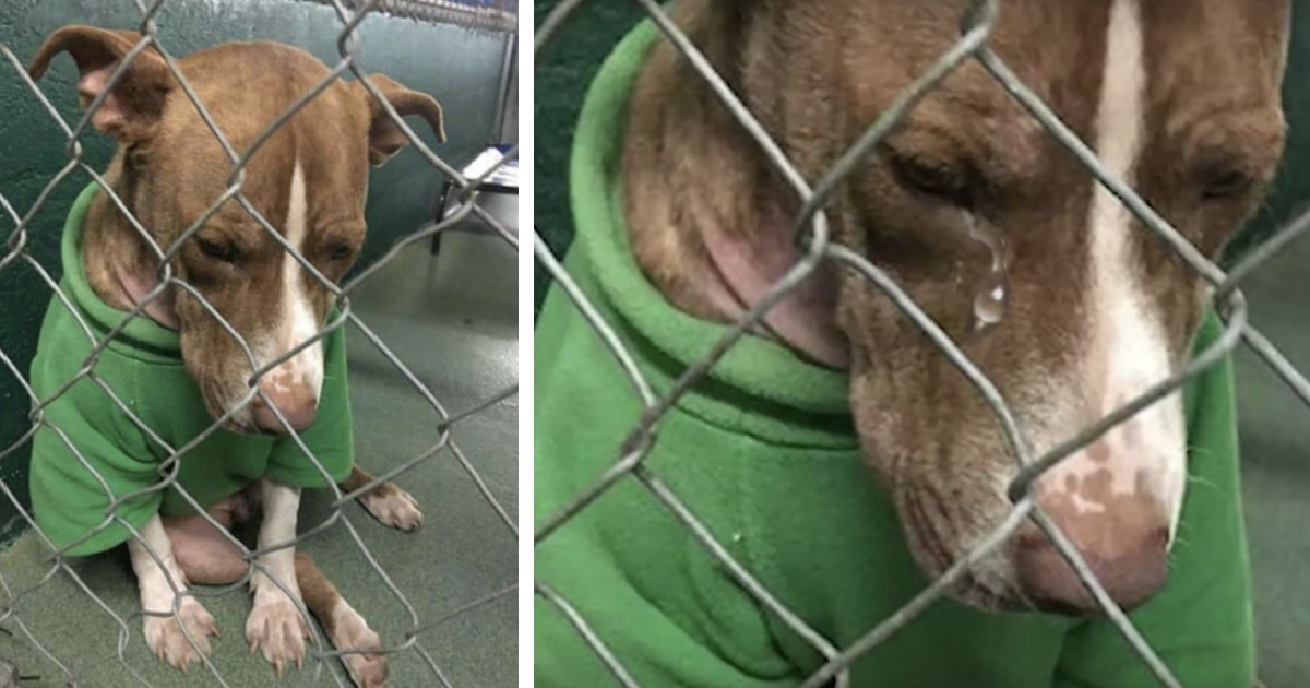 Desolate puppy forever wore a Christmas sweater begging for a home, but time was running out